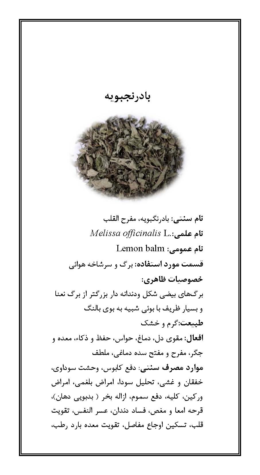 بادرنجبویه